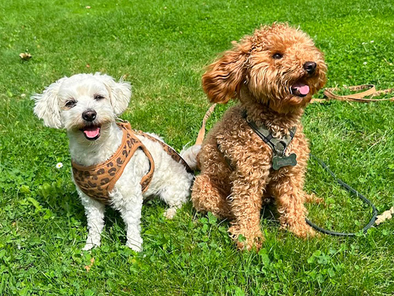 Unsere Praxishunde Miss Hudson und Krümel